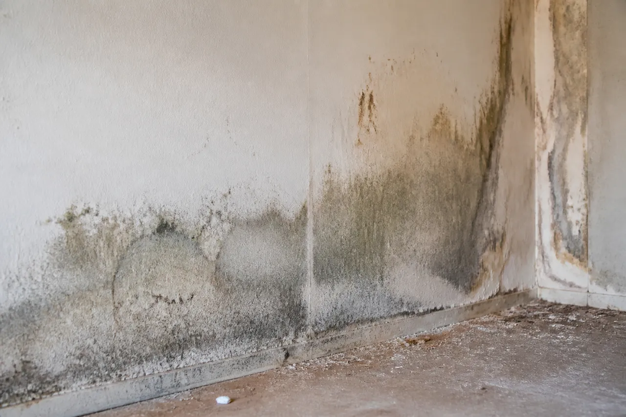 Placo standard en zone humide : fissures et moisissures